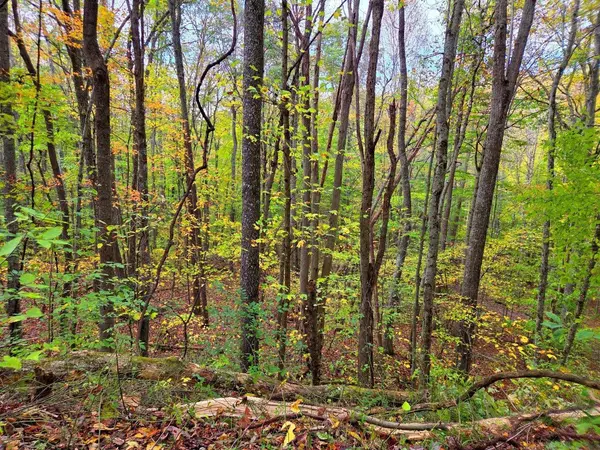 Shady Spring, WV 25918,0 Pluto RD