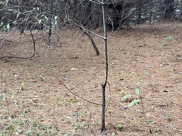 Willis, VA 24380,TBD Merifield RD