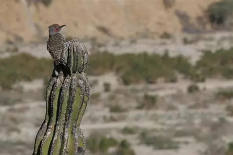 East Cape, BCS,Monte Bello