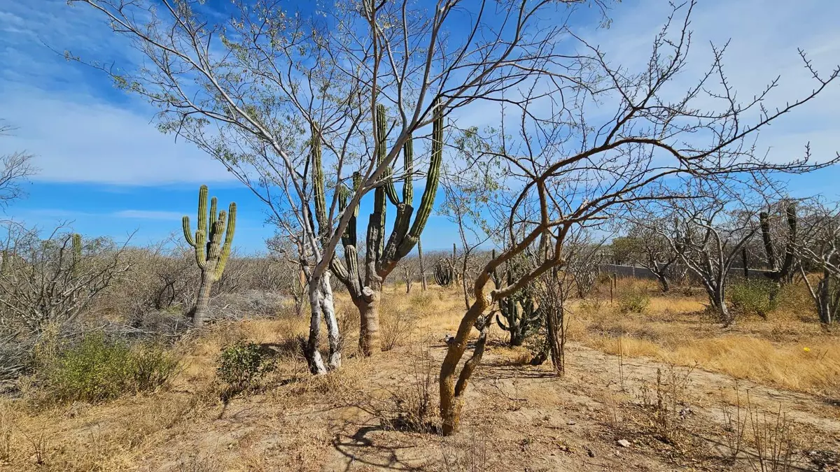 Cabo Corridor, BCS,El Tezal