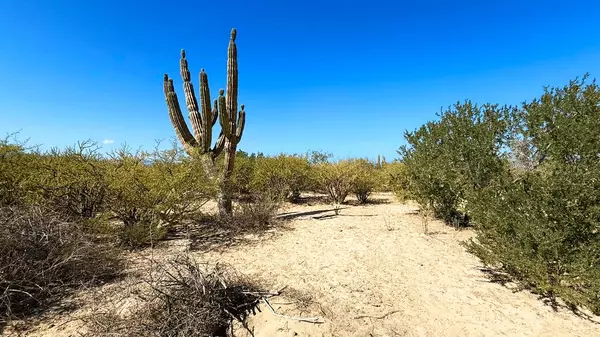 La Paz, BCS