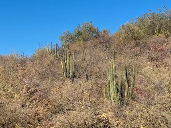 East Cape, BCS
