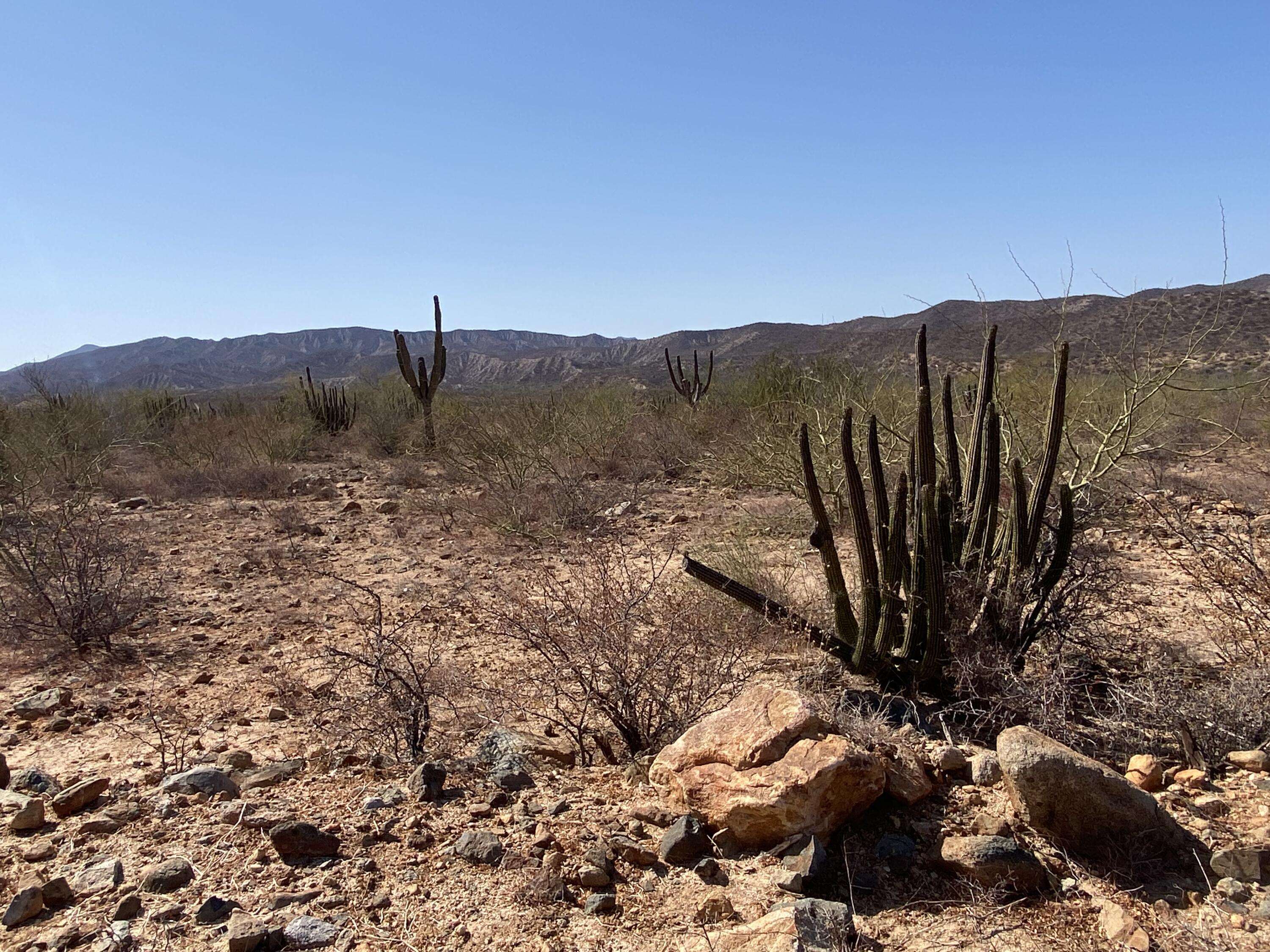 East Cape, BCS