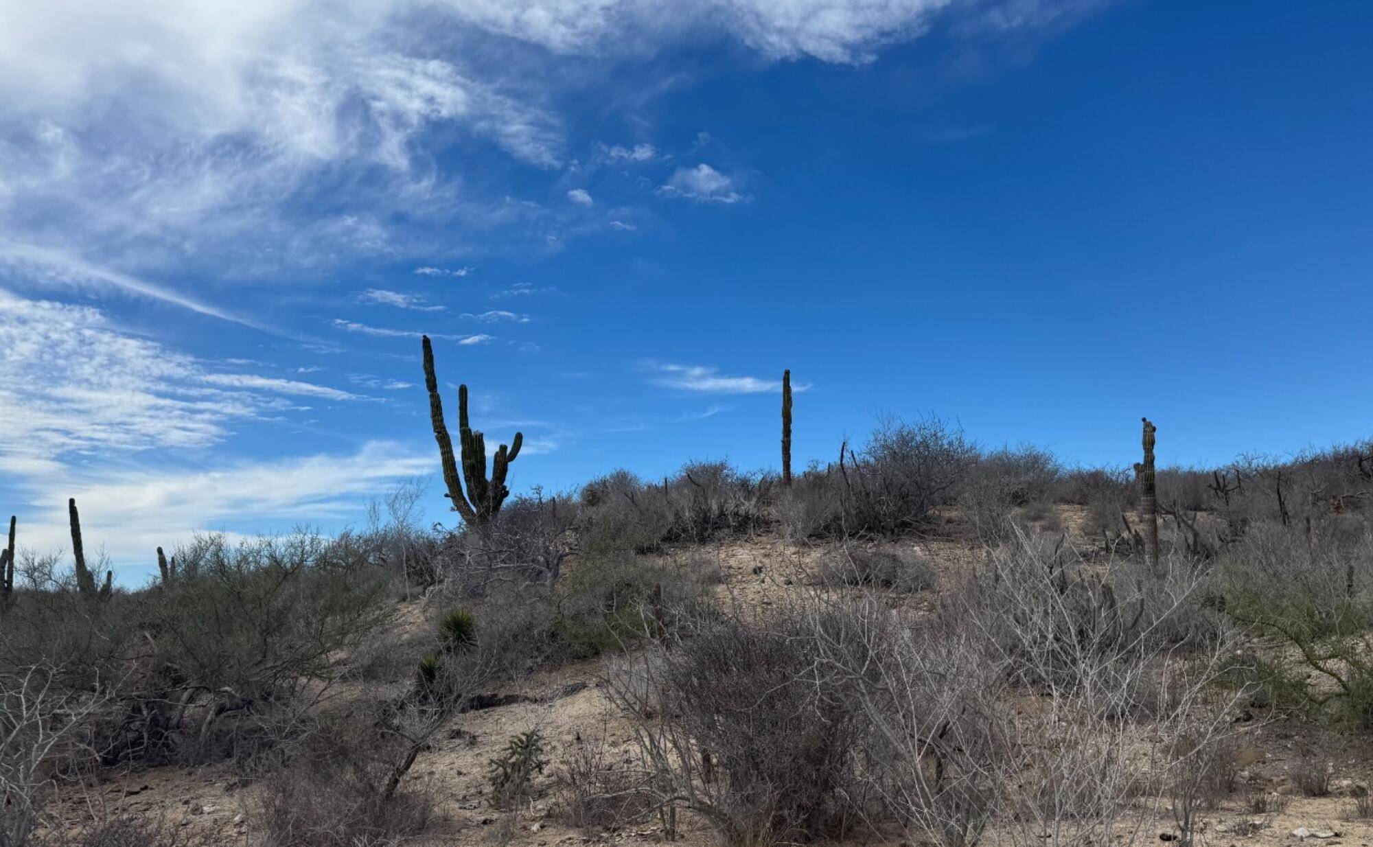 Camino de la Mojarra, Pacific, BCS