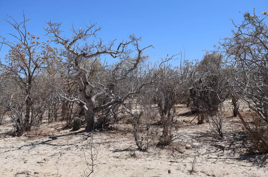 East Cape, BCS