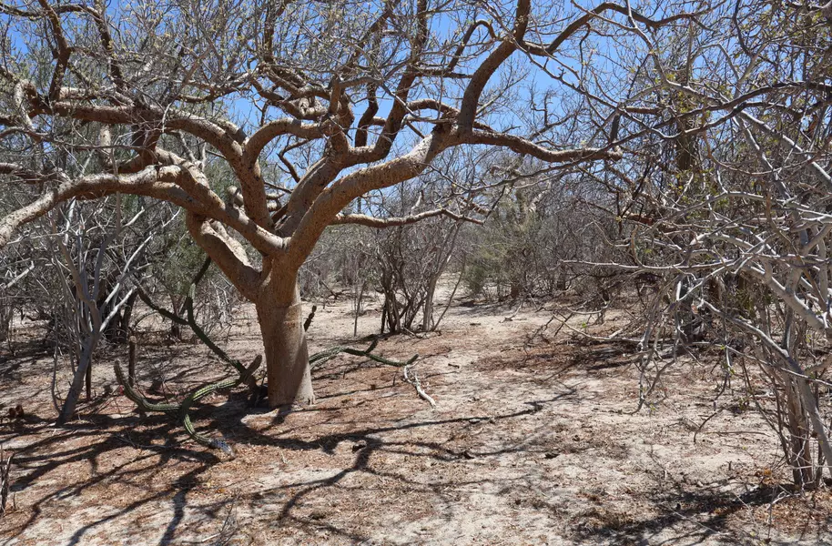 East Cape, BCS