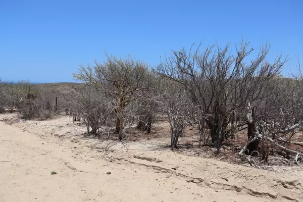 East Cape, BCS