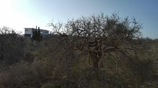 Pacific, BCS,LOTE 49