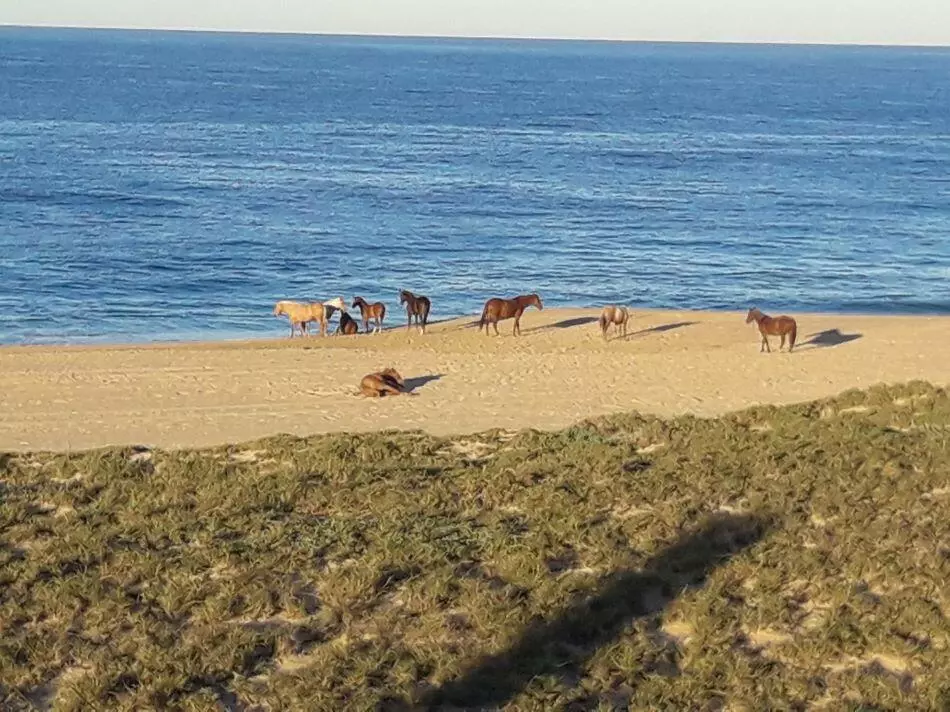 Pacific, BCS,Las Playitas Oceanfront & More