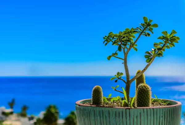 San Jose Corridor, BCS,PH 4401 Las Ventanas al Paraiso #PH 4401