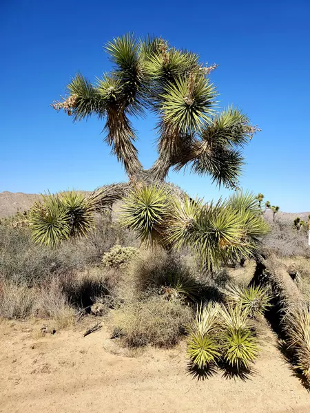 8171 Jemez TRL, Yucca Valley, CA 92284