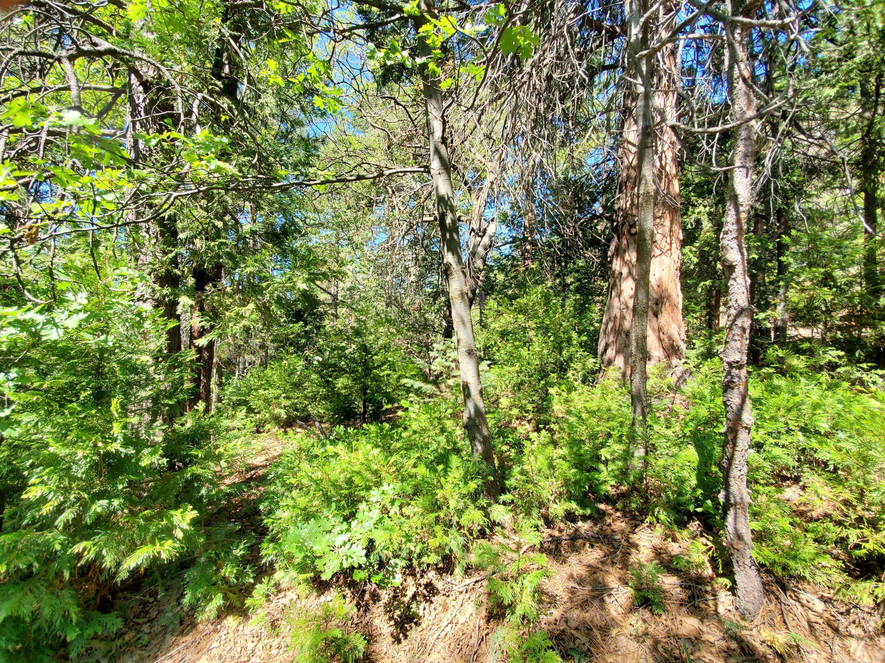 Lake Arrowhead, CA 92352,0 Birchwood DR