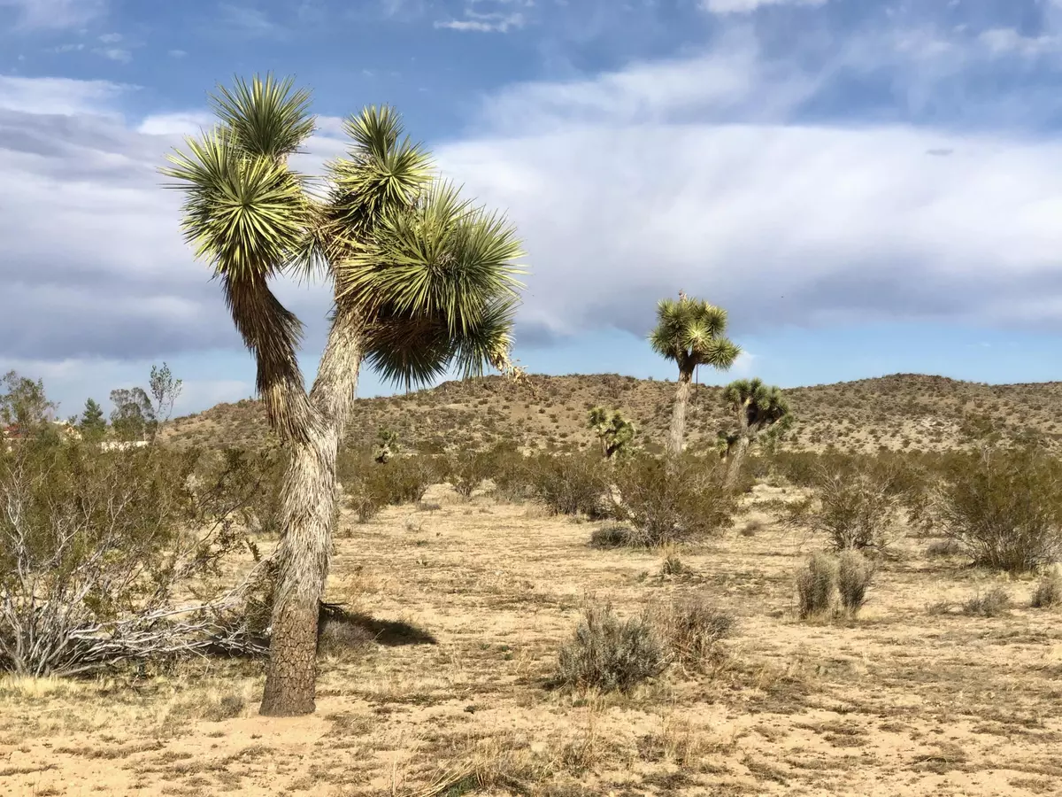 Landers, CA 92285,19 Acres On Landers LN