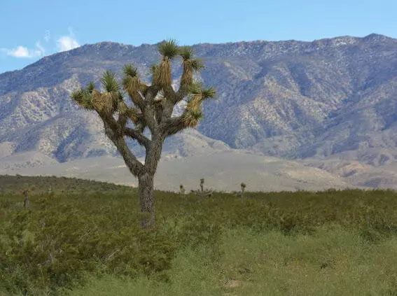 0 Bessemer Mine Road, Johnson Valley, CA 92285