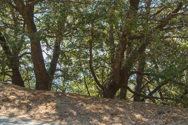 Crestline, CA 92325,0 Chillon DR