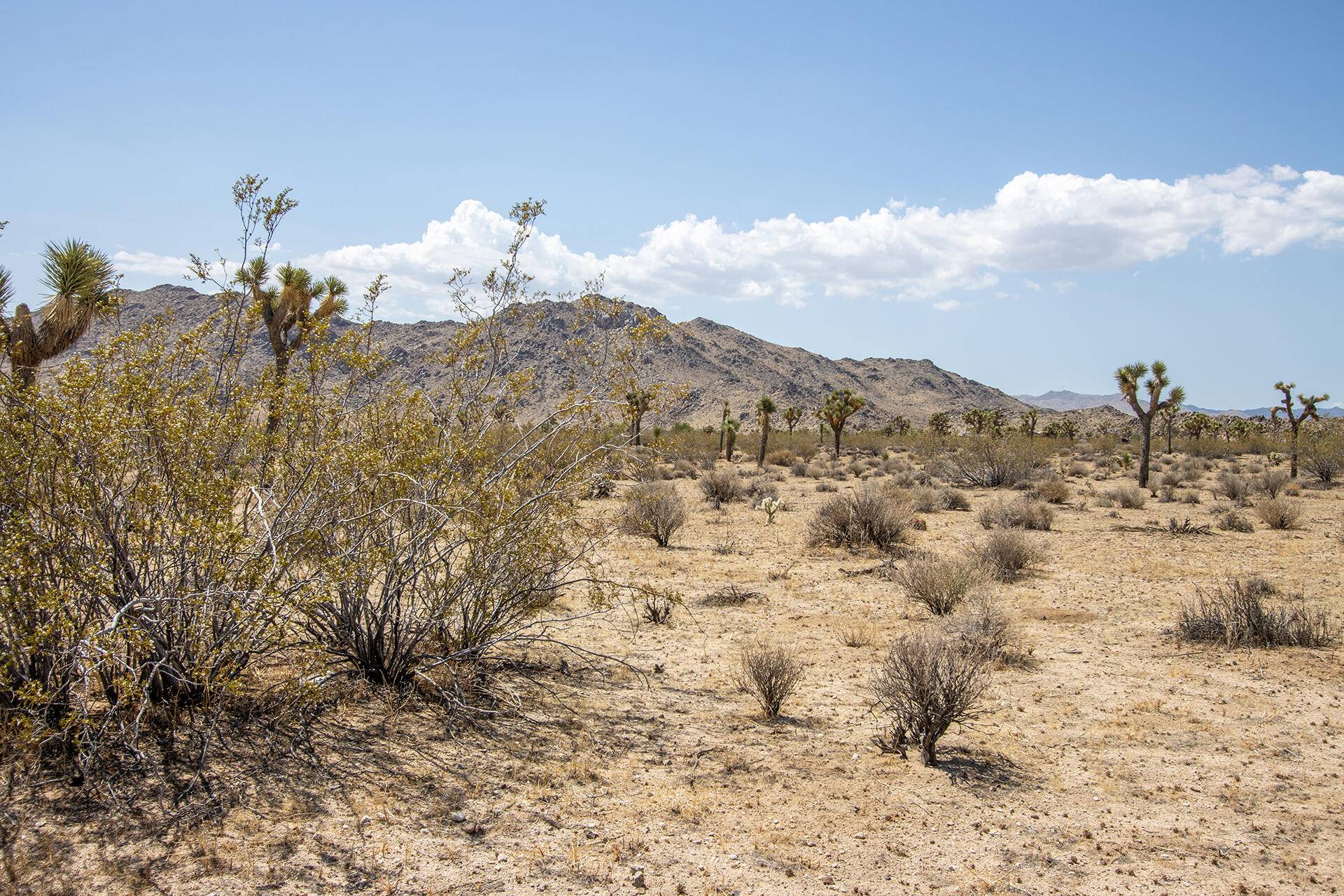 Joshua Tree, CA 92252,124 Drexel RD