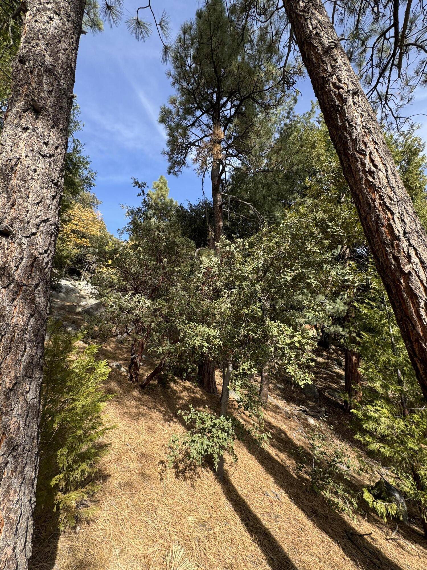 Idyllwild, CA 92549,53642 Jeffrey Pine Road RD