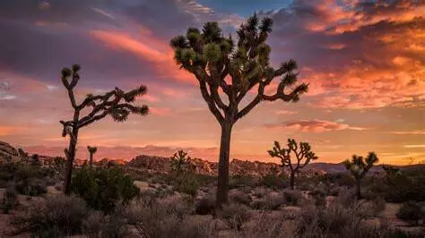 Joshua Tree, CA 92252,Ca-62