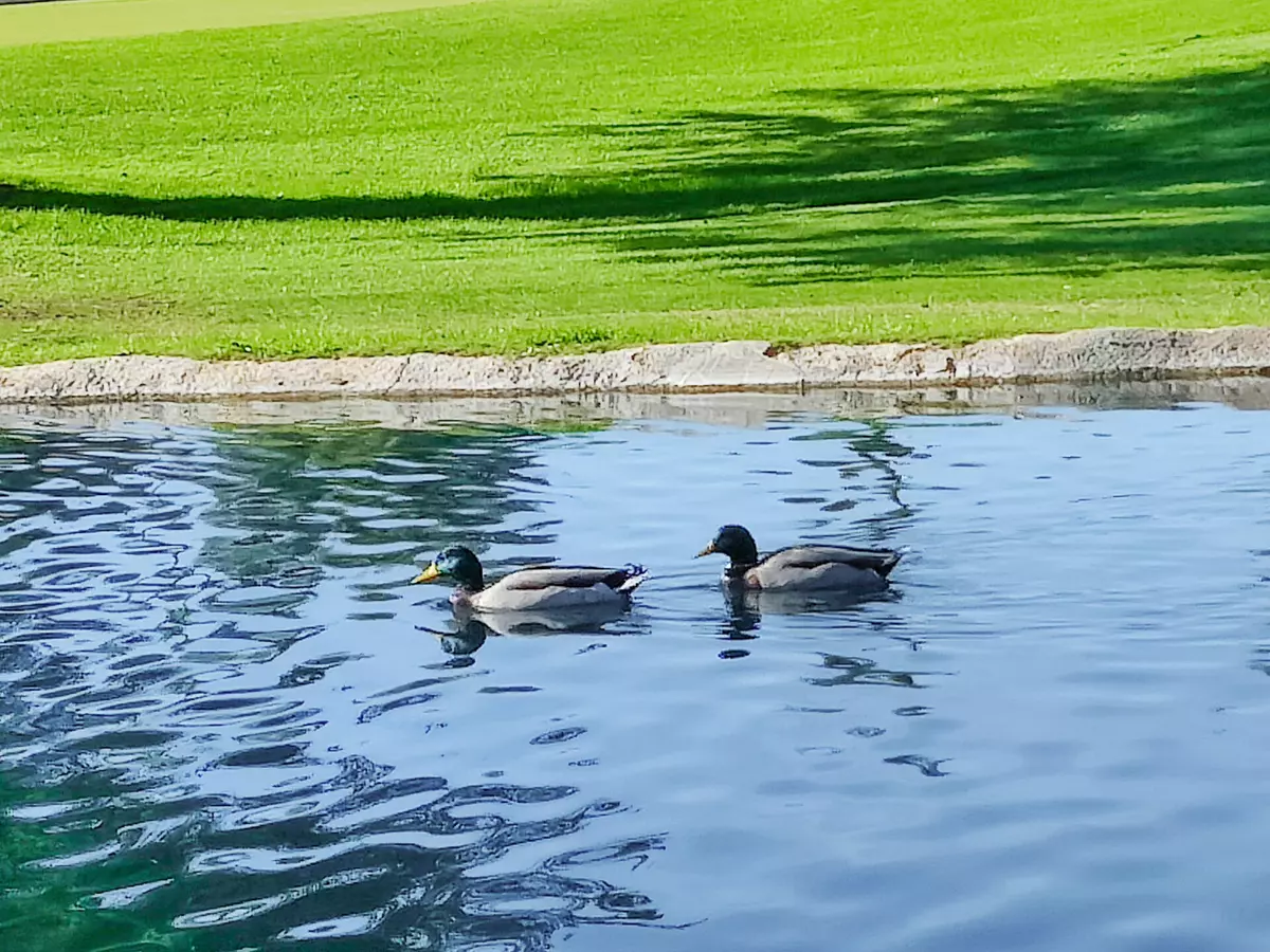 Indio, CA 92201,49211 Douglas ST