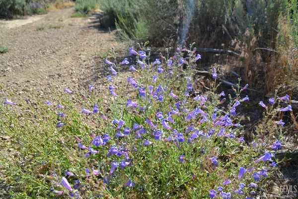 Tehachapi, CA 93561,22451 Saddleback Drive