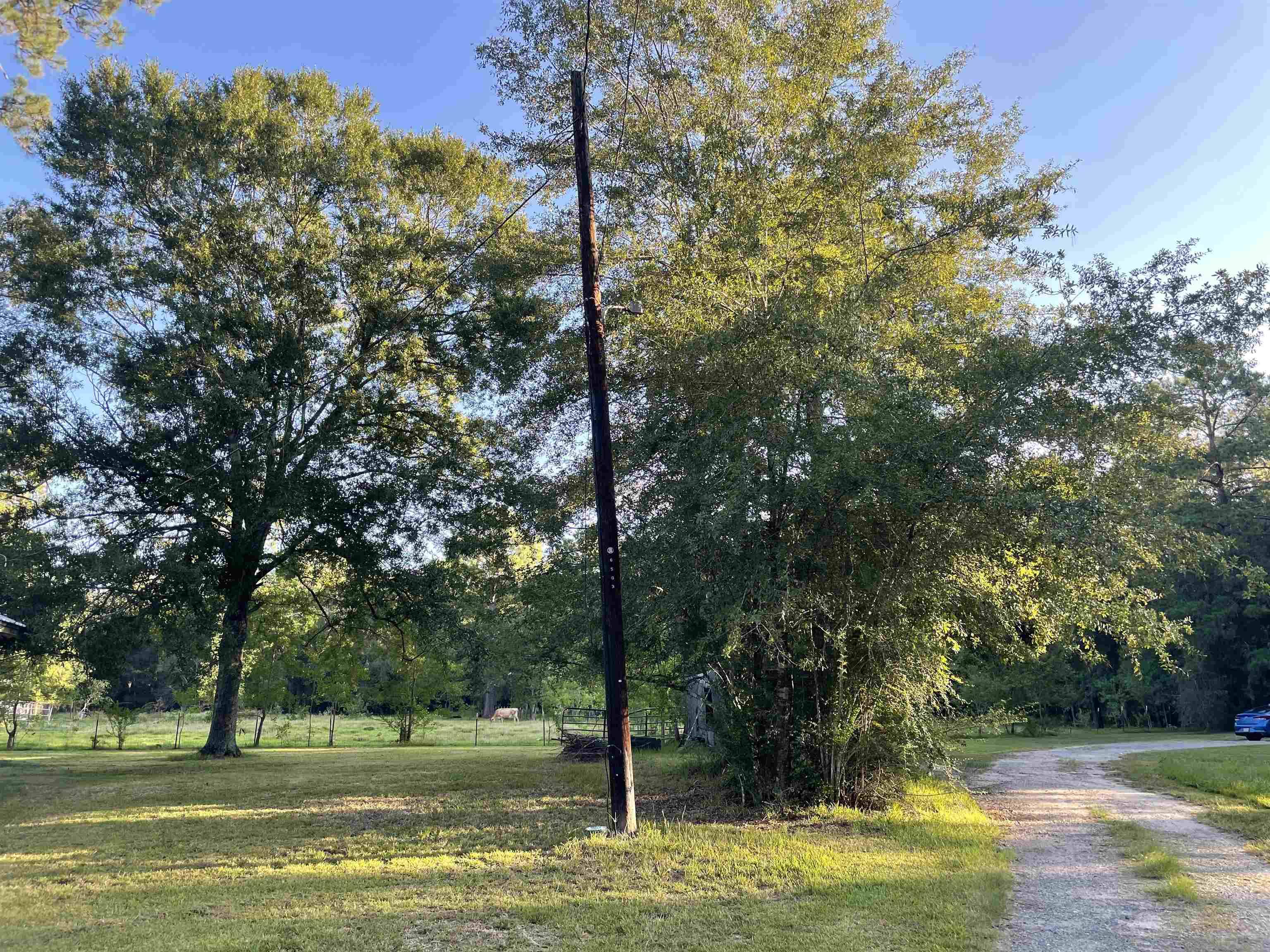 Vidor, TX 77662,280 Pug #295 Pug