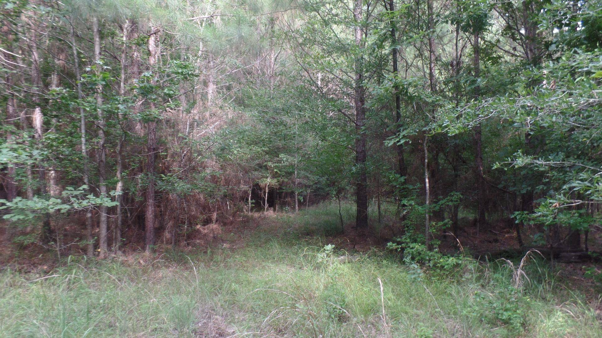 Jasper, TX 75951,38.655 ac County Road 20