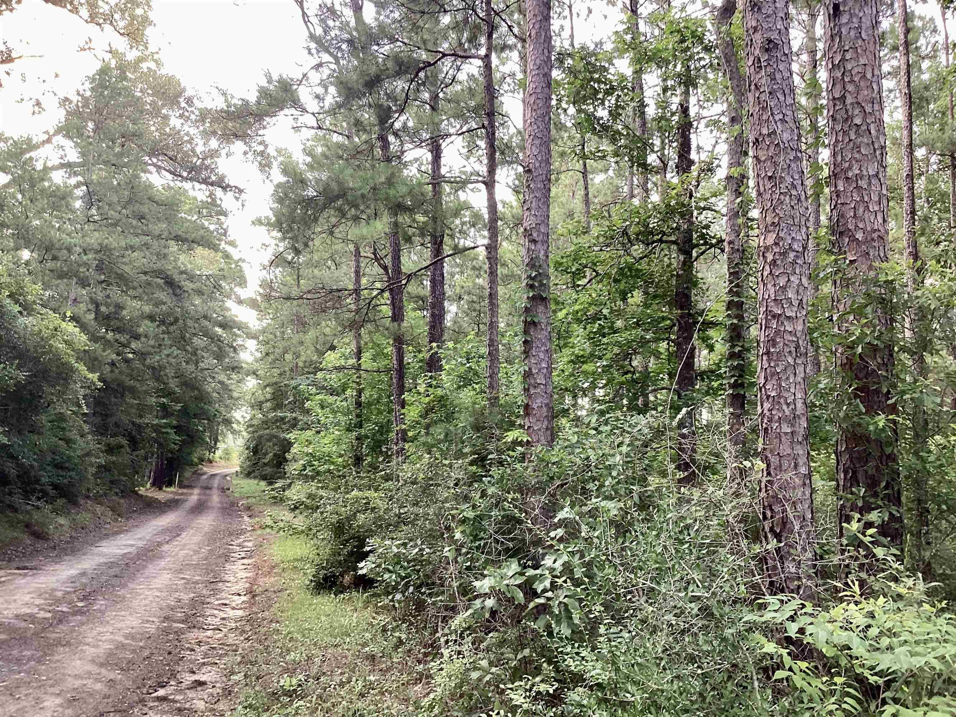 Newton, TX 75966-0000,County Road 2020