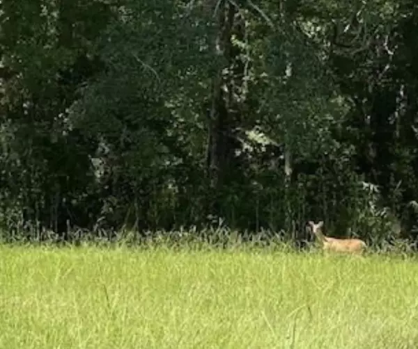 Colmesneil, TX 75938,3210 FM 3065