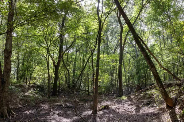 Frankston, TX 75763,Tract 10 CR 4222