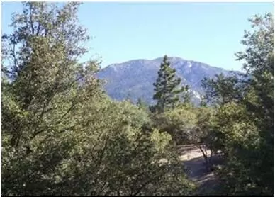 Idyllwild, CA 92549,0 Golden Rod