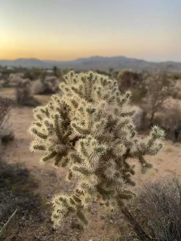 Joshua Tree, CA 92252,0 Agave RD