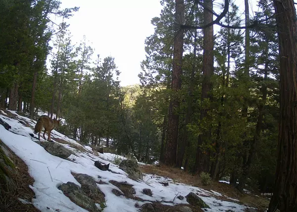 Idyllwild, CA 92549,0 Middle Ridge DR