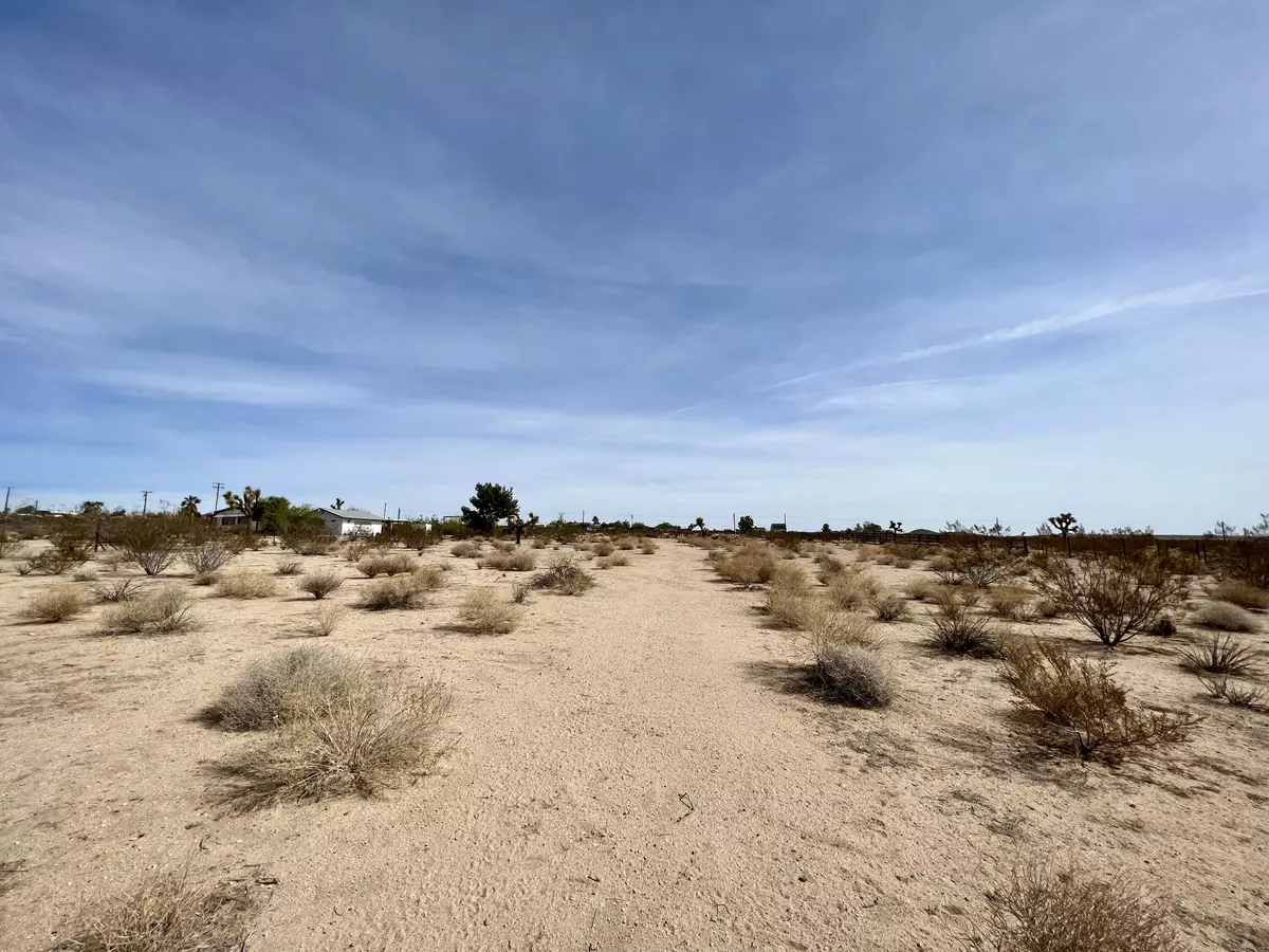 Joshua Tree, CA 92252,0 On Campanula ST