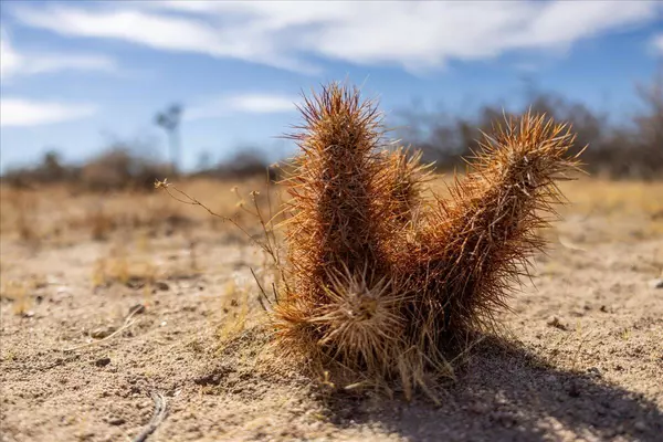 Yucca Valley, CA 92284,3626 Olympic RD