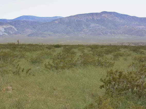 Johnson Valley, CA 92285,0 Bessemer Mine RD