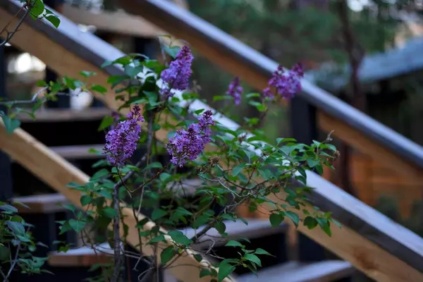 Idyllwild, CA 92549,26785 Crestview DR