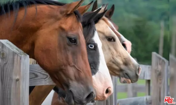 Murrieta, CA 92563,30100 Los Alamos Rd