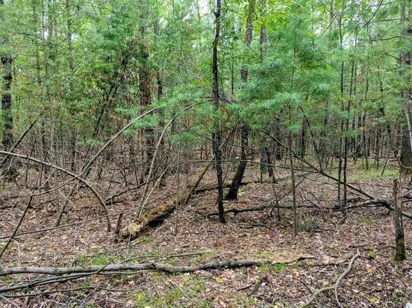 Alger, MI 48610,Buffalo Trail