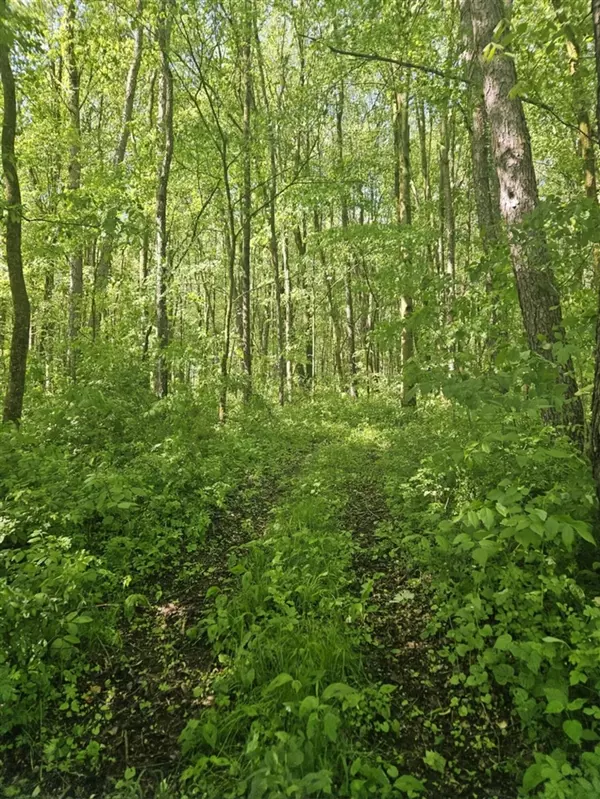Bellevue, MI 49021,Jones Road