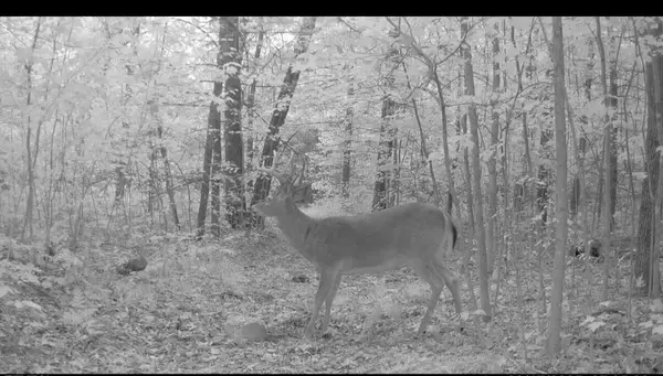 22903 Waterwheel Drive, Pierson, MI 49339