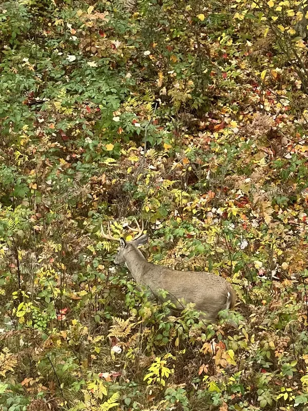 Blanchard, MI 49310-9439,3745 Jackson Road