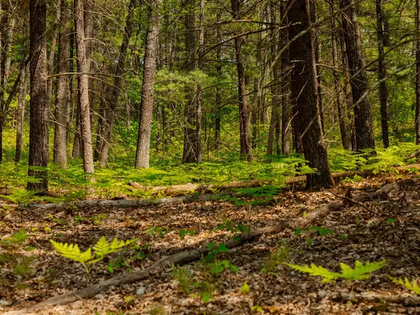 Free Soil, MI 49411,Parcel 2 E Koenig Road