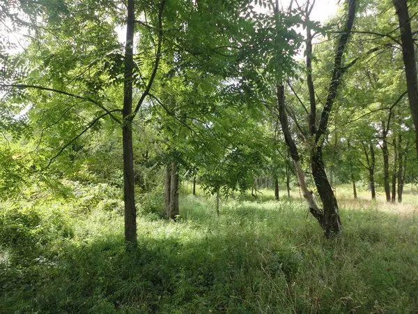 Grand Junction, MI 49056,parcel A CR 215