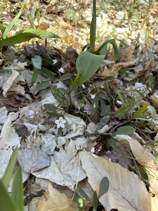 Beaver Island, MI 49782,TBD West Side Drive