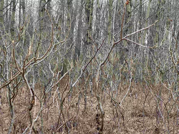 Cadillac, MI 49601,Lot 20 Crestview Drive