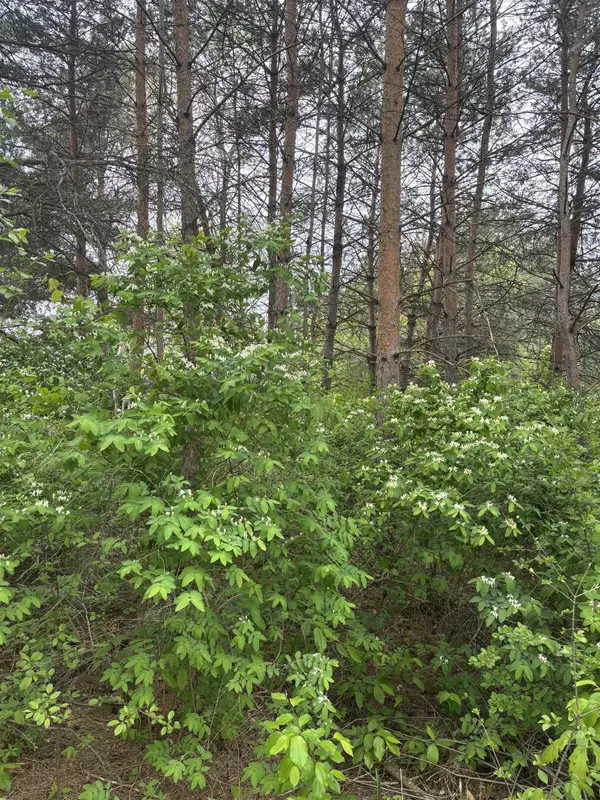 Mount Pleasant, MI 48858,TBD Carter Street