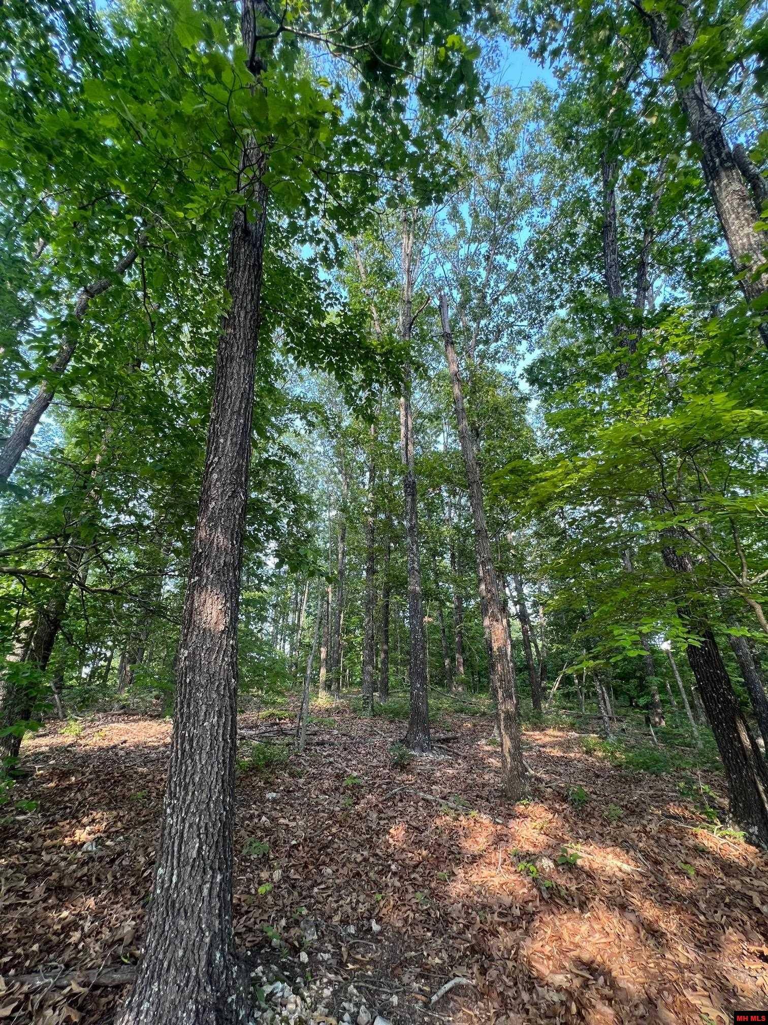 2302100019 CR 522, Gainesville, MO 65655