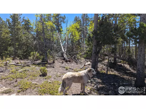 Red Feather Lakes, CO 80545,37 Shasta Way