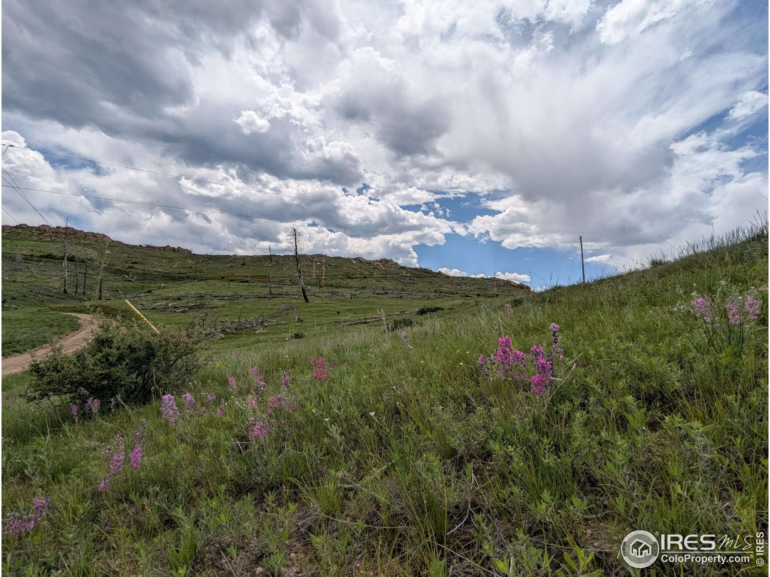 Livermore, CO 80536,598 Mount McConnell Dr