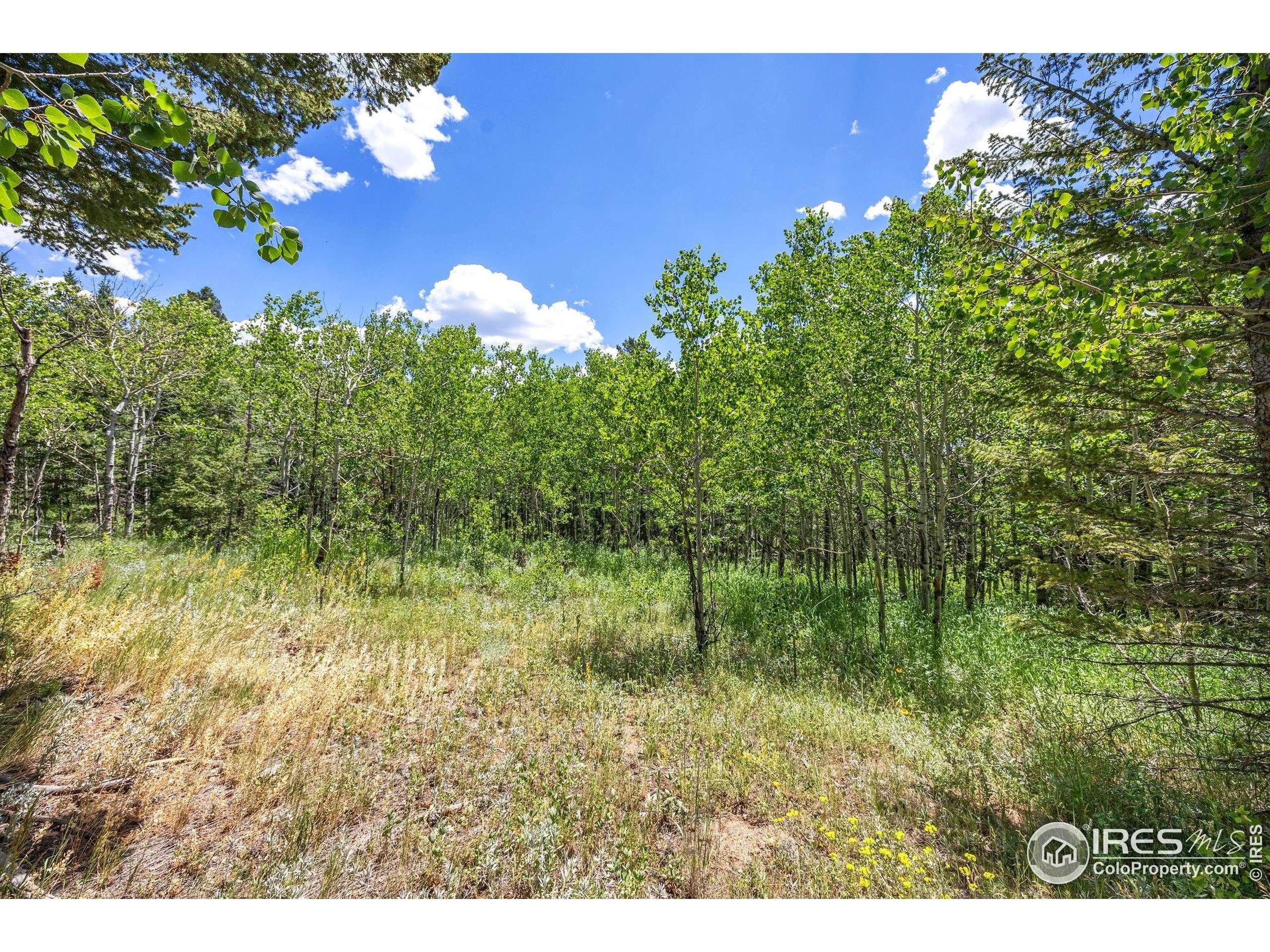 Nederland, CO 80466,1568 County Road 103